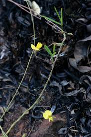 Image result for Rhynchosia totta