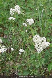 Image result for Galium thunbergianum