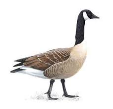 Black And White Silhouette Goose Decoys Canadian Geese Canadian Goose Goose Drawing Goose Tattoo