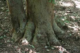 Image result for Millettia stuhlmannii