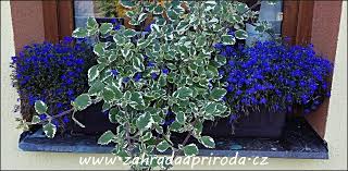 Image result for foto Lobelka