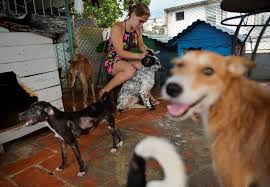 584 likes · 61 talking about this. Cuban Animal Lovers Hope New Law Changes Attitudes