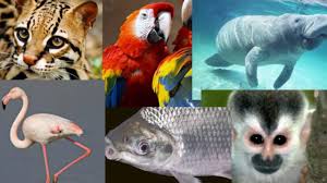 8 Animales de la Región Caribe de Colombia - Lifeder