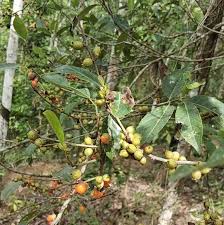 Image result for Ehretia cymosa