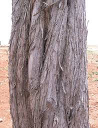 Image result for Juniperus procera