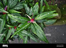 Image result for Acanthaceae