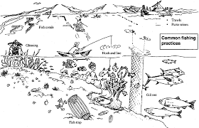 Basic Concepts In Environment Agriculture And Natural Resources Management An Information Kit International Institute For Rural Reconstruction Iirr Freshwater And Marine Ecosystems Philippine Marine Fisheries
