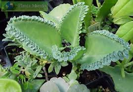 Kalanchoe Laetivirens Mother Of Thousands Mae De Milhares Aranto Planta Plantas Plantas Medicinais