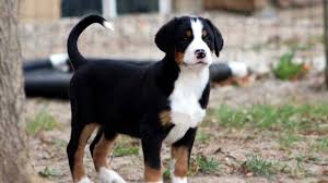 Greater swiss mountain dog texas. Greater Swiss Mountain Dog Price Temperament Life Span
