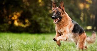 He has had his first round of shots and is healthy. German Shepherd Cross 10 Adorable Gsd Mix Breeds
