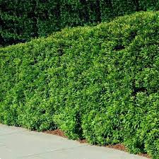 Wax Myrtle Google Search Myrtle Tree Fast Growing Trees Hedges