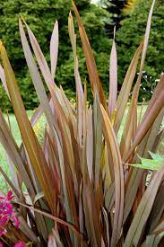 Gardening 101 New Zealand Flax Garden Garden Gardening How To How To How To Grow Tutorial New Zealand Flax Gardening Trends Pollinator Garden