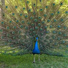 The group is made up of the blue, or indian, peacock (pavo cristatus) of india and sri lanka; New Sighting Of Roaming Peacock Could There Be 2 The Trussville Tribune