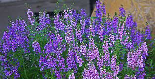 Plants have square stems and five petalled flowers that have a fragrance like sage. Best Plants And Trees To Grow In Texas Landscapes