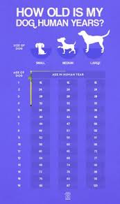 62 Best Dog Age Chart Images Dog Care Dogs Dog Training