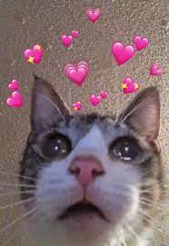 Cat Heart Memes Catheartmemes Twitter Reaction mood love meme cat stickers memes apaixonados.