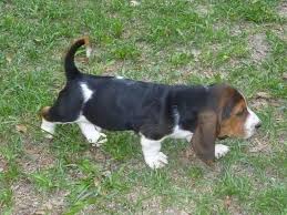 Basset hound puppies love a good friend and enjoy time spent with family. Basset Hound Puppies For Sale In Crawfordville Florida Classified Americanlisted Com