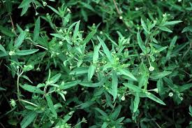 Image result for Eclipta prostrata