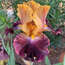 Maybe you would like to learn more about one of these? Table For Two Bearded Iris Plant For Sale Free Shipping