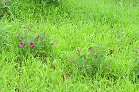 Image result for Pterodiscus elliottii