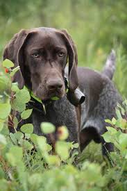 Pin By Kirstin Walker On German Shorthaired Pointer Dog Breeds Little German Shorthaired Pointer German Shorthaired Pointer Dog