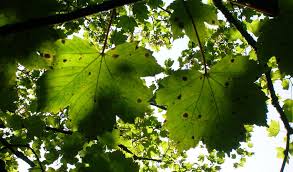 Maple Tar Spot Identification Prevention Treatment Faqs For Northeast Ohio Independent Tree