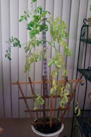 Hibiscus leaves turn yellow as a sign of stress due to drought, over watering, a deficit of nutrients or as a reaction to too much phosphorous in the soil. 170 Plant Problems Ideas Plant Problems Plants Plant Leaves