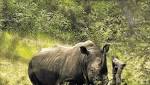 Rhino poacher shot helicopter jailed