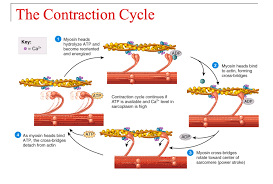 Muscle Contraction Cycle