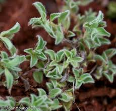 Image result for Aptosimum elongatum