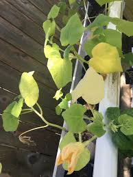 Why are my cucumber leaves turning yellow? Help Cucumber Plants Turning Yellow Gardening
