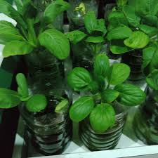 Selada dan sawi akan tumbuh dan bisa dipanen jika sudah berumur 30 hari. Sinar Agro Tanam Sayur Sawi Dalam Botol Mineral Jom Ke Facebook