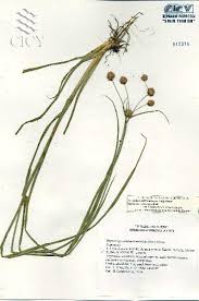 Image result for Rhynchospora holoschoenoides