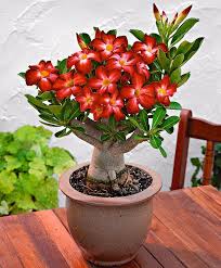 Pin On Gardening