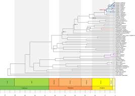 Image result for Danthoniopsis dinteri