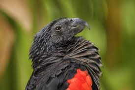 In the wild, parrot's diet can vary considerably and they like to eat fruit and fruit seeds, nuts, flowers, and corn where they can find it. Is The Dracula Parrot Real Parrot Website