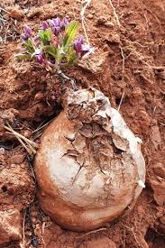 Image result for Raphionacme monteiroae