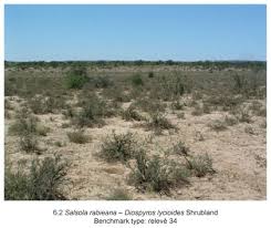 Image result for Salsola rabieana