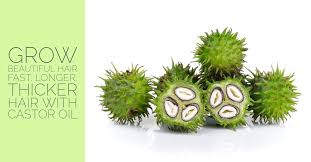 The germicidal, insecticidal and fungicidal properties of ricin and ricinoleic acid present in castor oil protect the scalp and hair from microbial and fungal infections, the two prime causes for hair loss. Grow Beautiful Hair Fast Longer Thicker Hair With Castor Oil