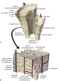 Are located in the periosteum and endosteum. Bones Joints Tendons And Ligaments Veterian Key