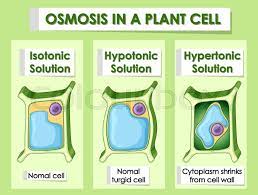 Animal cell in a hypotonic solution. Diagram Showing Osmosis In Plant Cell Stock Vector Colourbox