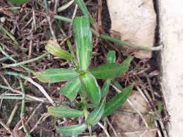 Image result for Coleotrype natalensis