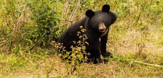 You'll find the wildlife and nature sikkim wildlife: Sikkim Wildlife Tour Sikkim Wildlife Tourism