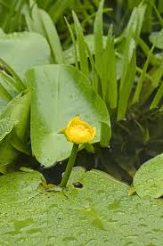 Image result for Hydrocharitaceae
