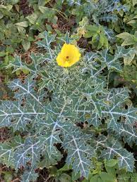 By brian barth landscape designer. What S This Beauty Its Leaves Look Like Thorns Is It A Weed Whatsthisplant
