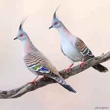 Birds That Start With B Featuring Standout Bird Pics On Instagram Crested Pigeons By Jan Wegener Your Best Birds Nuts About Birds B Crested Pigeon Pet Birds Beautiful Birds