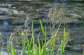 Image result for Fimbristylis miliacea