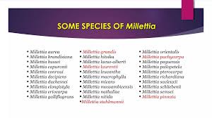 Image result for Millettia bussei