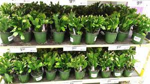 Sold on the idea of bringing one home? Christmas Cacti At Home Depot White And Pink Blooms Got One Of Each Succulents