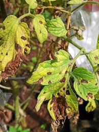 Image result for Septoria leaf spot of tomato